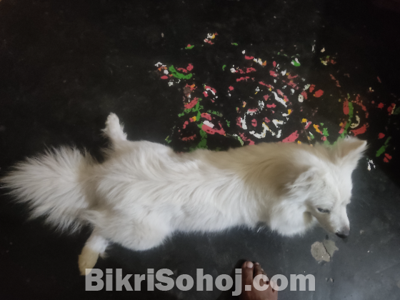 জার্মান স্পিটজ